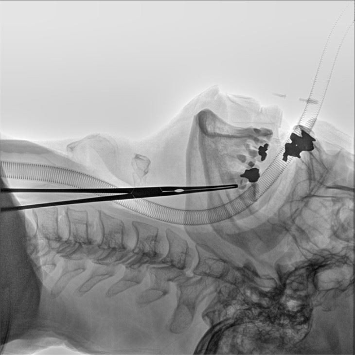 Alien E Mobile Cath Lab